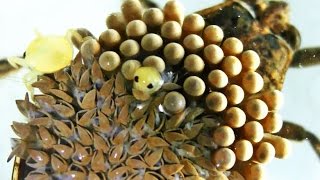 Most Extreme Trypophobia Triggers  Mango Worms Jiggers Water Bugs [upl. by Enivid]