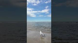 Juist am Strand mit Silbermöwe nordsee ostfriesland travel meer beach [upl. by Milly436]