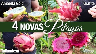 Pitaya 4 Novas Variedades Amarela GOLD sem Espinho Grafite Vênus e Tailandesa [upl. by Campagna]