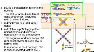 Lecture 4 Part 2 Genetic changes leading to cancer [upl. by Refotsirhc]