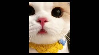 So Cute cats petlovers catlover cat [upl. by Haisa]