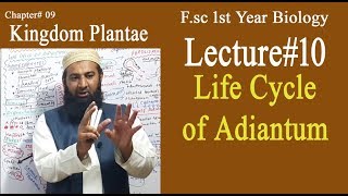 Biology Ch09Lecture10 Life cycle of adiantum FSc 1st Year [upl. by Helyn]