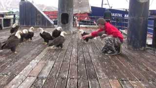 amazing eagles in dutch harbor [upl. by Joli]