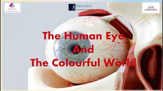 Detailed Video The Human Eye And The Colorful World class10th science videonote [upl. by Wendt]