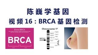 【陈巍学基因】视频16：BRCA基因检测 [upl. by Aulea316]