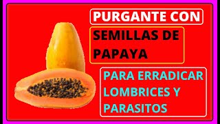 🔴 Cómo Se Utiliza la SEMILLA de PAPAYA para los PARÁSITOS  Como se prepara el PURGANTE de PAPAYA [upl. by Ahsie19]