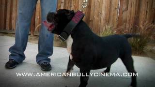 AMERICAN BULLY  SQUAD MAFIAS KINGDOM [upl. by Yvonne]