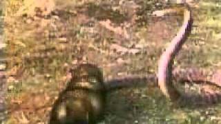 mongoose vs snakeflv [upl. by Nesbitt]