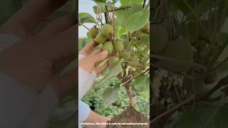 How is kb fruit cultivated  cultivation of kiwi fruit shorts farming [upl. by Hsotnas]