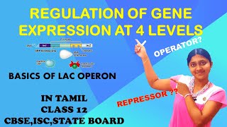 Regulation Of Gene Expression  In Tamil Class 12 Operators amp Repressors [upl. by Hallsy194]