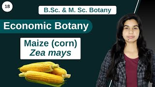 Economic Botany  Maize corn  Zea mays  B Sc amp M Sc [upl. by Swithbart]