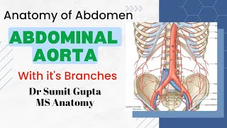 ABDOMINAL AORTA  Anatomy [upl. by Adnilev]