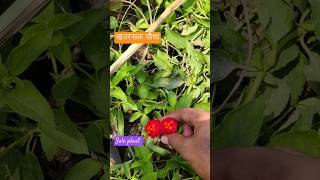 फूलों वाला पौधा plants plantfarming garden agriculture farming farmer nursery grafting yt [upl. by Sedberry267]