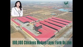 800000 Chickens Modern Layer Farm On Live [upl. by Mcgregor]