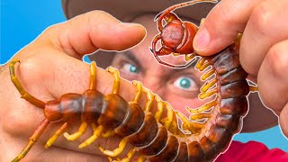 BITTEN by a Giant Asian Centipede [upl. by Vachell483]