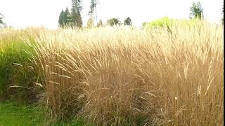 Calamagrostis x acutiflora Karl Foerster [upl. by Brade886]