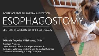 Lecture 67 Esophagostomy I [upl. by Nay821]