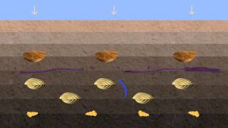 Vidéo fossilisation [upl. by Nerro]