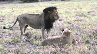 Secrets behind lions and leopards mating [upl. by Emorej337]