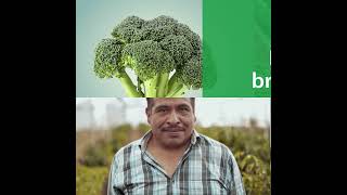 Rivulis D900 Affordable quality  Broccoli [upl. by Ayital]