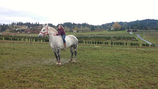 Riding a Percheron draft horse for the first time [upl. by Desirae]