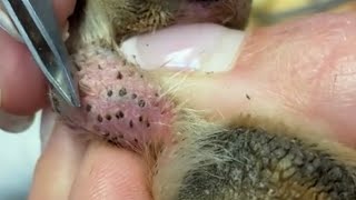 Ingrown Hair on Dog’s Paw [upl. by Ilwain]