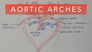 AORTIC ARCHES  DEVELOPMENT amp DERIVATIVES [upl. by Sardse744]