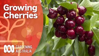 Growing cherry trees bursting with fruit  Growing fruit and veg  Gardening Australia [upl. by Neerbas]