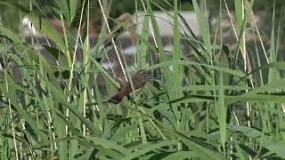 Bluethroat Blauwborst Leiderdorp The Netherlands Luuk Punt 240625 1 [upl. by Akinirt]