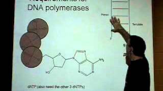 Why is DNA replicated 5 to 3 [upl. by Ael]