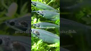 Transparent Wonders Fascinating Facts About Glass Catfish GlassCatfish fishfacts ocean [upl. by Nosilla]