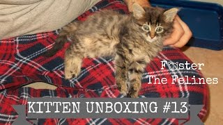 Kitten UnBoxing 13 We Cloned Olivia 🙀 Bonus Kitty 2 Foster Litter 13 [upl. by Joline]