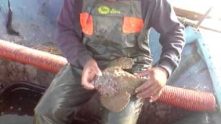 Synanceia verrucosa Stonefish [upl. by Gad218]