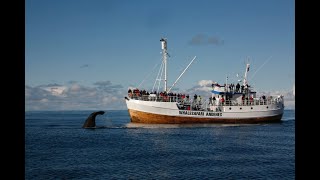 WHALE WATCHING da ANDENES ISOLE VESTERALEN  NORVEGIA [upl. by Elyrpa]