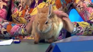 8 Out Of 10 Cats Does Countdown Series 7 Episode 3 [upl. by Hoisch]