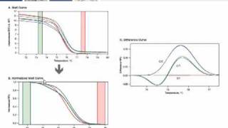 High Resolution Melt Analysis Tutorial [upl. by Azpurua]