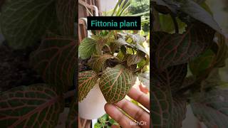 Fittonia plant Nerve plant Painted net leaf mosaic plant complete care of Fittonia [upl. by Hsetih299]