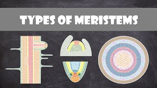 Types of Meristems  Plant Biology [upl. by Magnusson356]