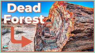 How These Trees Turned Into Rocks Petrified Forest Explained [upl. by Guendolen432]