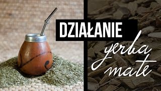 Yerba mate rakotwórcza Działanie Yerba Mate właściwości Yerba Mate Czajnikowypl [upl. by Oilegor145]