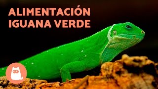 La alimentación de la iguana verde  IGUANA VERDE cuidados [upl. by Filler]