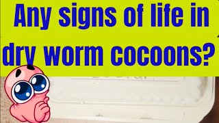 Looking for signs of life in dry worm cocoons [upl. by Aivital]