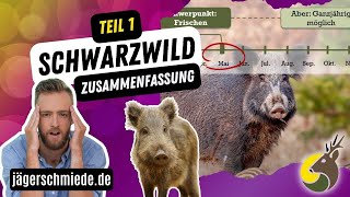 🐗 Schwarzwild  Zusammenfassung Teil 1 [upl. by Ainesey]