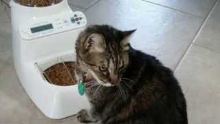 Automatic Cat Feeder Puts pets on a Diet Automatically and Locks out the Dog [upl. by Bennir]