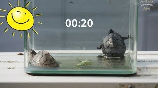 Very easy turtle care tips sunbathing treatment  거북이 키우기 등갑 피부병 예방 치료 일광욕 [upl. by Ahsemal]