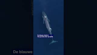 De blauwe vinvis is terug van weggeweest whales sealife news [upl. by Frodin766]