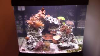 Saltwater Rookie  Biocube 29g  Neglecting Your Tank [upl. by Airdna]