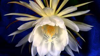 Epiphyllum Timelapse 103010 quotNight Blooming Cereusquot [upl. by Eniledam]