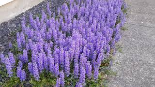 Carpet Bugle  Ajuga reptans [upl. by Ycniuqal]