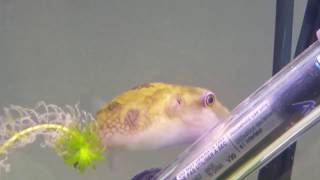 Ocellated puffer fish [upl. by Manley]